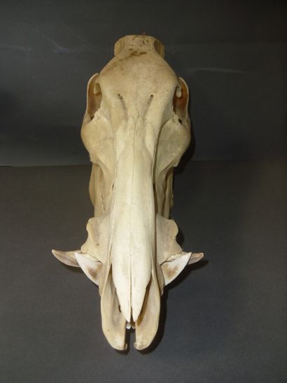 Sanglier d'Europe (Sus scrofa) (CH) : crâne...