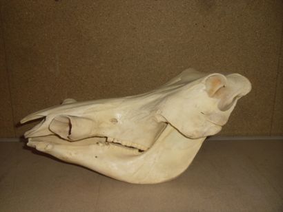 Phacochère d'Afrique (Phacochoerus aethiopicus)...