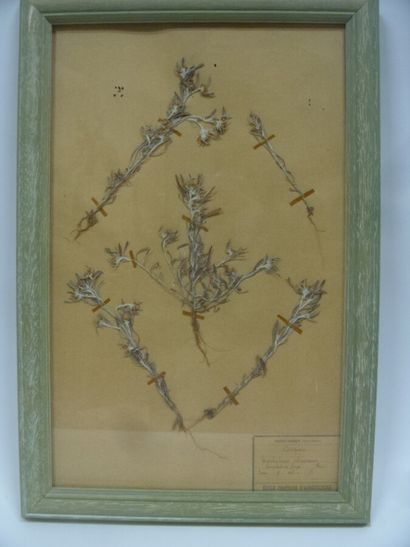 Un cadre vitré contenant une planche d'herbier...
