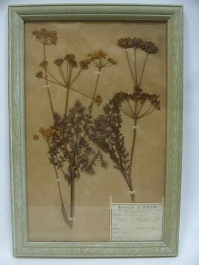 Un cadre vitré contenant une planche d'herbier...