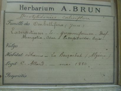 Un cadre vitré contenant une planche d'herbier...