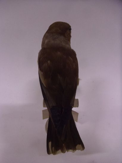 Gros-bec casse-noyaux (Coccothraustes coccothraustes)...