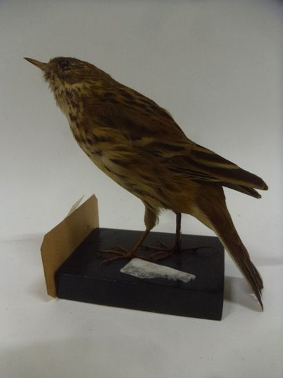 Pipit des arbres (Anthus trivialis) (CE)...