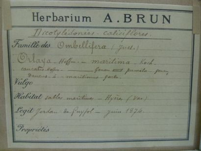 Un cadre vitré contenant une planche d'herbier...