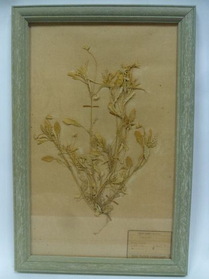 Un cadre vitré contenant une planche d'herbier...