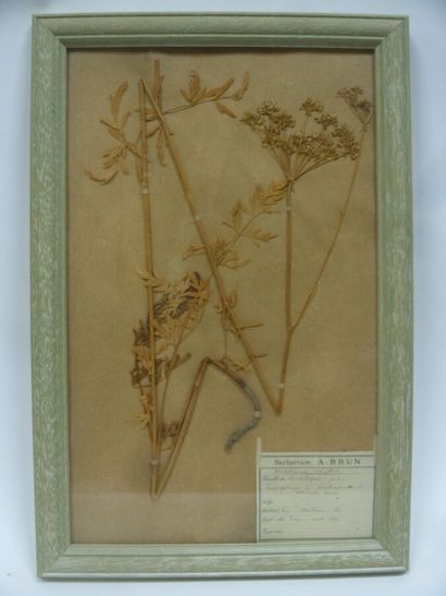 Un cadre vitré contenant une planche d'herbier...