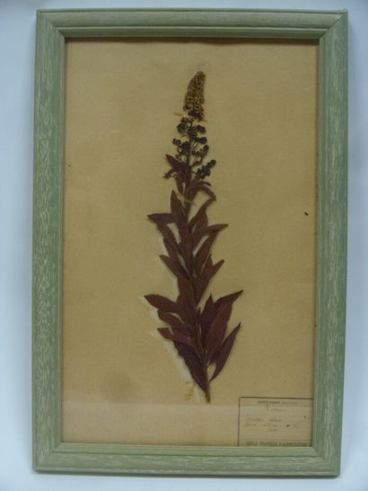 Un cadre vitré contenant une planche d'herbier...