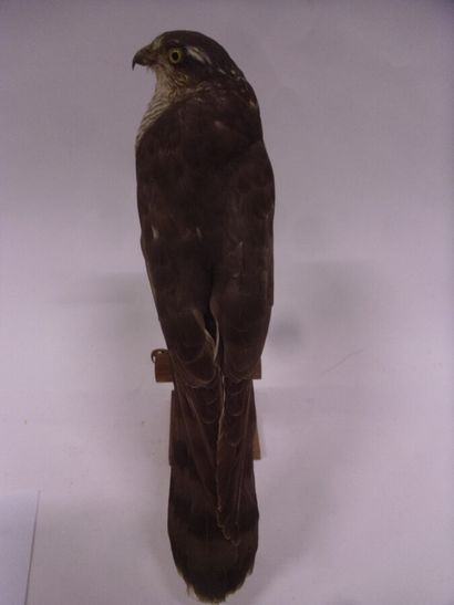 Epervier d'Europe (Accipiter nisus) (II/A-CE)...
