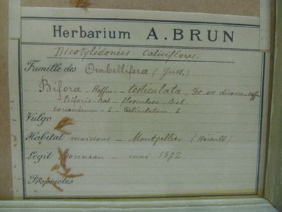 Un cadre vitré contenant une planche d'herbier...