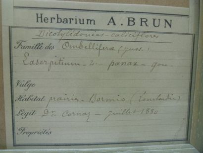 Un cadre vitré contenant une planche d'herbier...