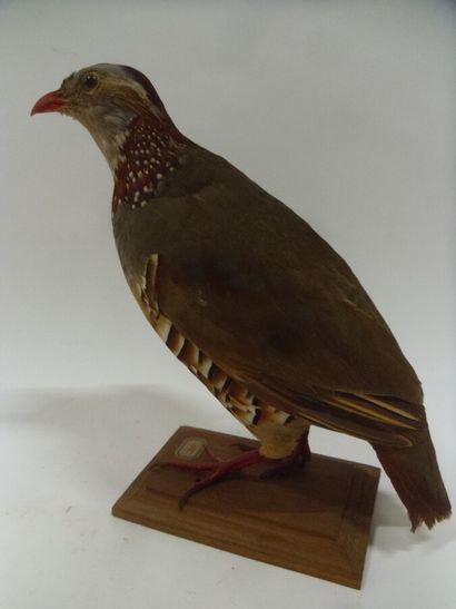 Perdrix gambra (Alectoris barbara) (CH-CE)...