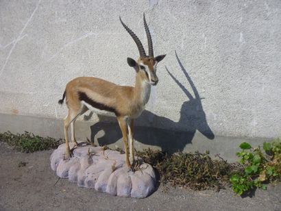 Gazelle de Thomson (Gazella thomsoni) (CH)...