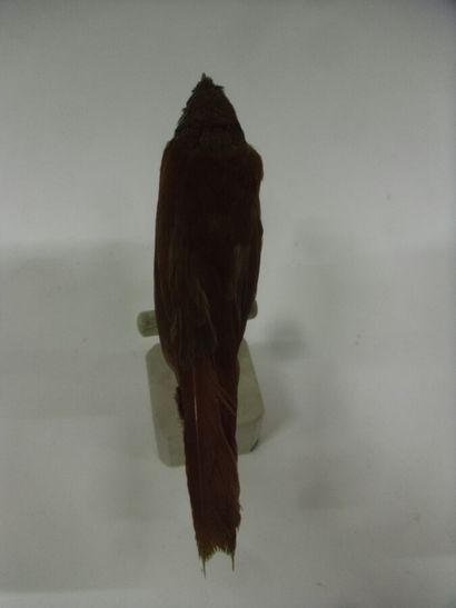 Anabasitte perlée (Margarornis squamiger)...