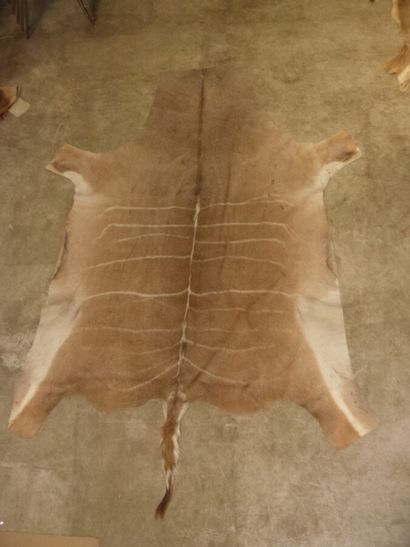 Une peau de Grand koudou (Tragelaphus strepsiceros)...