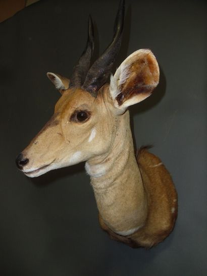 Guib harnaché de l'ouest (Tragelaphus scriptus...