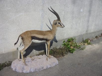 Gazelle de Thomson (Gazella thomsoni) (CH)...