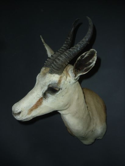 Gazelle springbok (Antidorcas marsupialis)...