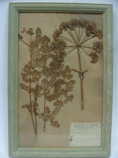 Un cadre vitré contenant une planche d'herbier...