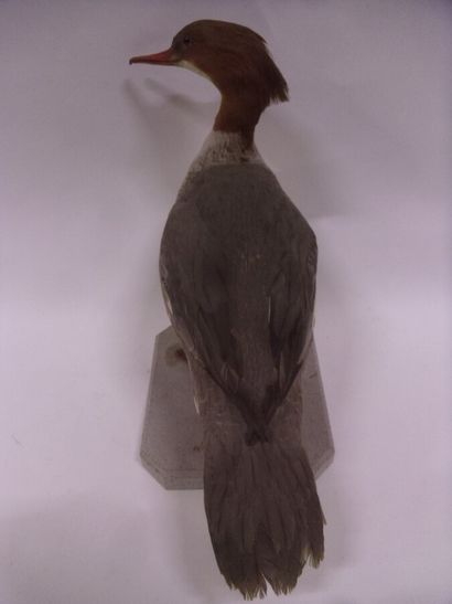 Harle bièvre (Mergus merganser) (CE) : spécimen...