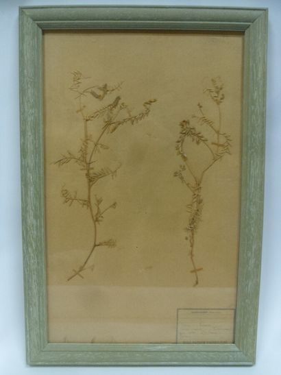 Un cadre vitré contenant une planche d'herbier...