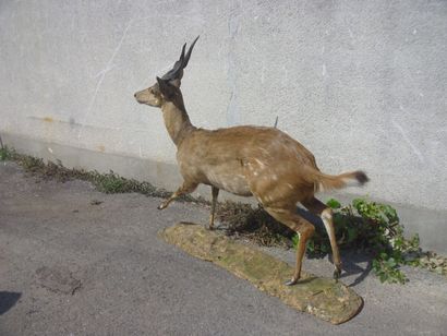 Guib harnaché (Tragelaphus scriptus) (CH)...