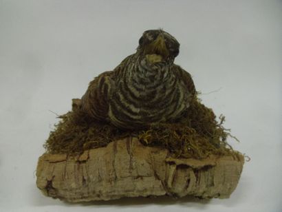 Coucou gris (Cuculus canorus) (CE) : spécimen...