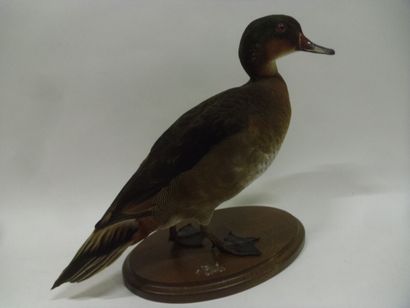 Canard carolin (Aix sponsa) (D) X Sarcelle...