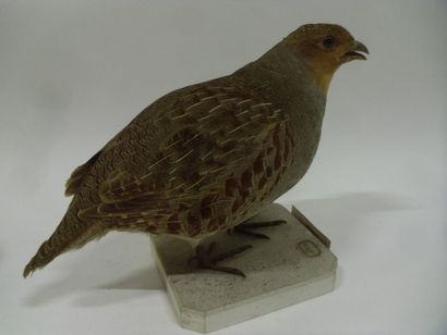 Perdrix grise (Perdix perdix) (CH) : spécimen...