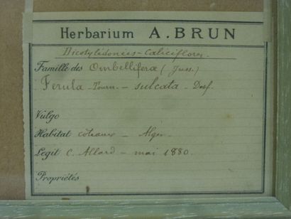 Un cadre vitré contenant une planche d'herbier...