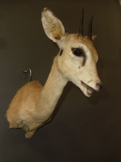 Ourébi (Ourebia ourebi) (CH) : tête en c...