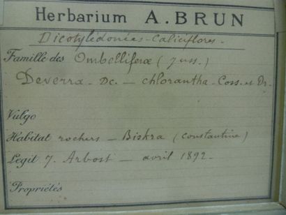 Un cadre vitré contenant une planche d'herbier...