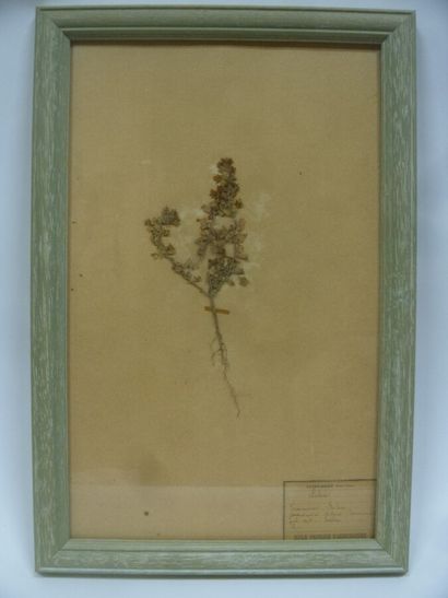 Un cadre vitré contenant une planche d'herbier...