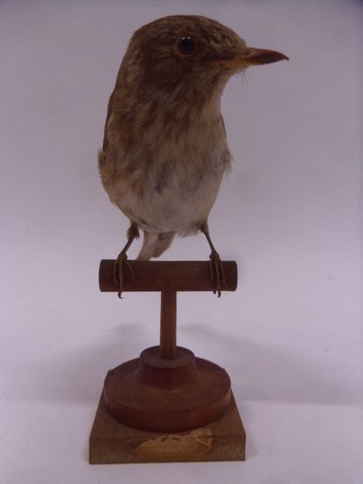 Gobe-mouche gris (Muscicapa striata) (CE)...
