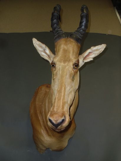 Bubale major (Alcelaphus buselaphus major)...