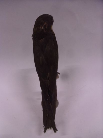 Faucon d'Eléonore (Falco eleonorae) (II/A)...