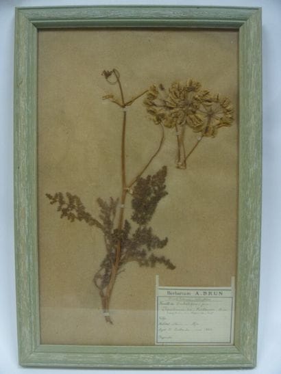 Un cadre vitré contenant une planche d'herbier...