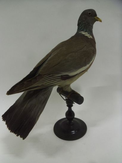 Pigeon ramier (Columba palumbus) (CH) : spécimen...