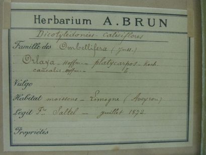 Un cadre vitré contenant une planche d'herbier...