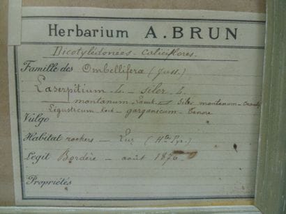 Un cadre vitré contenant une planche d'herbier...