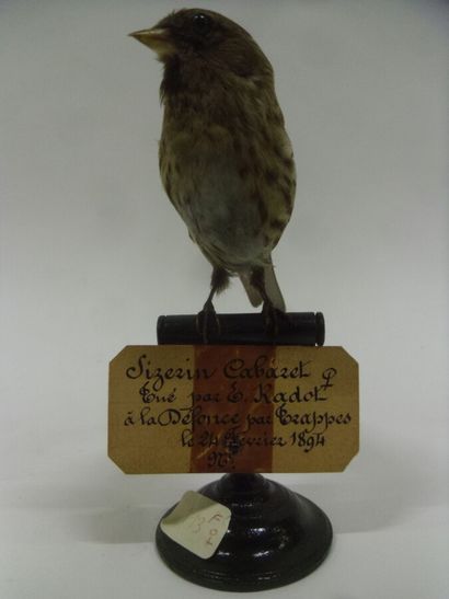 Sizerin flammé (Acanthis flammea) (CE) :...