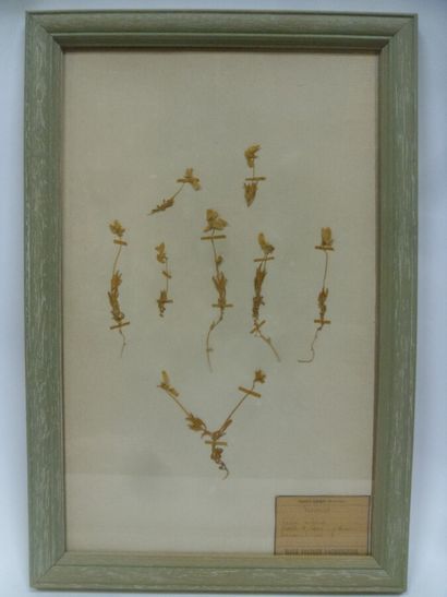 Un cadre vitré contenant une planche d'herbier...