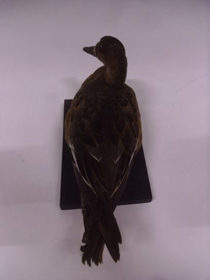 Canard siffleur (Anas penelope) (CH) : spécimen...