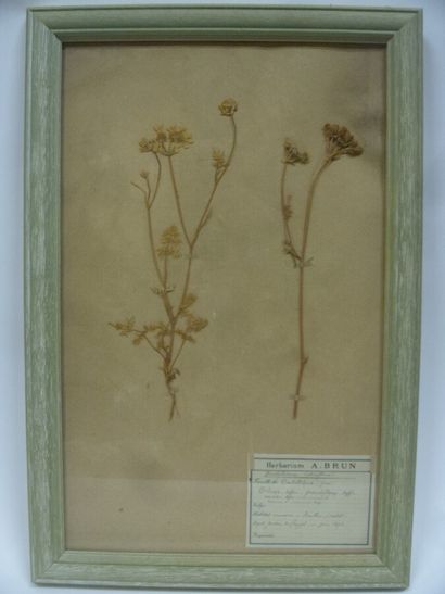 Un cadre vitré contenant une planche d'herbier...
