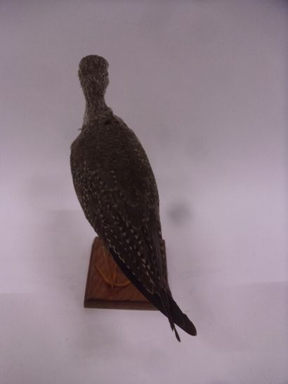Grand chevalier à pattes jaunes (Tringa melanoleuca)...