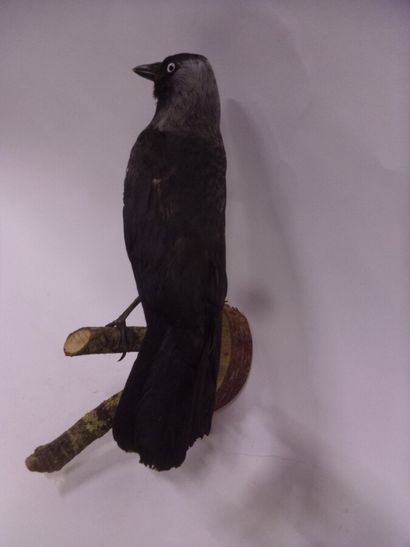 Choucas des tours (Corvus monedula) (CE)...