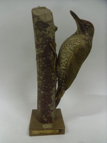 Pic vert (Picus viridis) (CE) : spécimen...