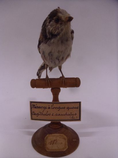 Mésange à longue queue (Aegithalos caudatus)...