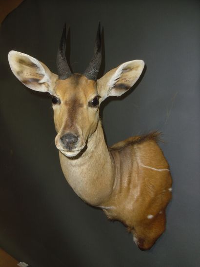 Guib harnaché de l'ouest (Tragelaphus scriptus...
