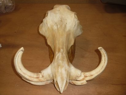 Phacochère d'Afrique (Phacochoerus aethiopicus)...