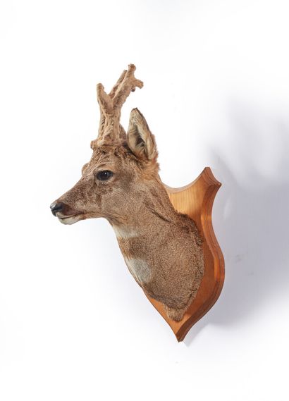 Chevreuil d'Europe (Capreolus capreolus)...